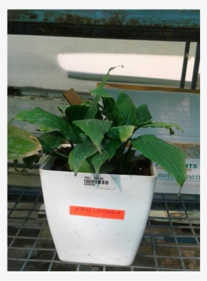 Flowerpot #4021053