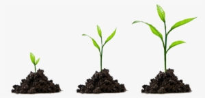 Execute Your Roll Out Under The Guidance Of An Experienced - Employee Growth #4021430