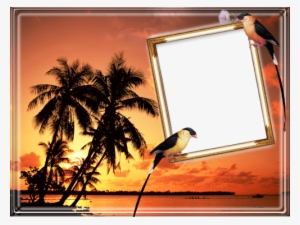 Photo Frame - Tropical Birds - Silent Moments / Various - Cd #4022960