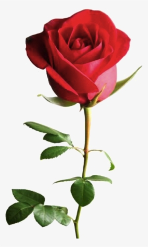 Curcuma - Read Rose Good Night #4023379