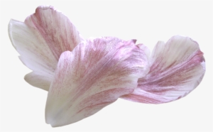 Flores Petalos 60 - Petal #4023569