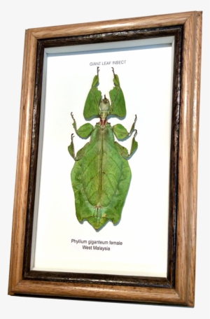 Wildwood Insects Framed Tropical Leaf Insect - Leaf Insects #4023755