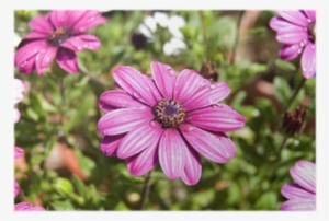 Dimorphotheca Sp Con Pétalos Morados Y Gotas De Agua - Nombres De Flores #4024257