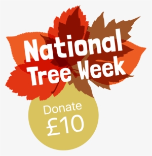 City Of Trees 2017 #4024976