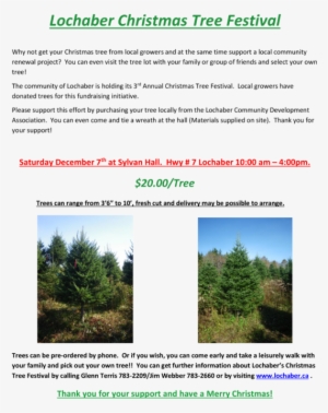 Lochaber Christmas Tree - Shortleaf Black Spruce #4025558