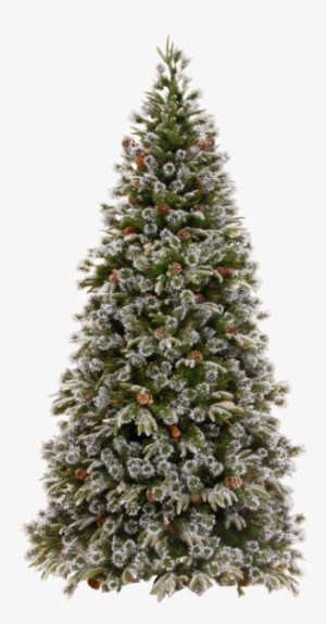 Xmas Pine Tree Png 21 By Iamszissz - Christmas Tree For Sale Philippines #4025567
