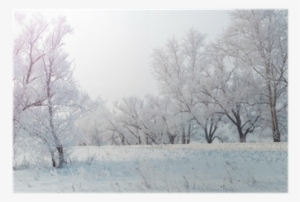 Winter Evening Landscape With Snowy Trees Poster • - Winter #4025588