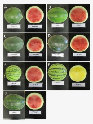 Seedless Watermelon Varieties In 2016 Variety Trial - Types Of Watermelon #4026024