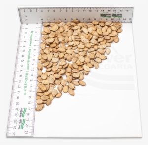 Watermelon Seeds Gold - Seed #4026622