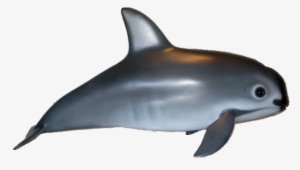 Dolphin Clipart Vaquita - Vaquita Porpoise Png #4026693