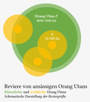 Orang-utan Revier - Human #4026738