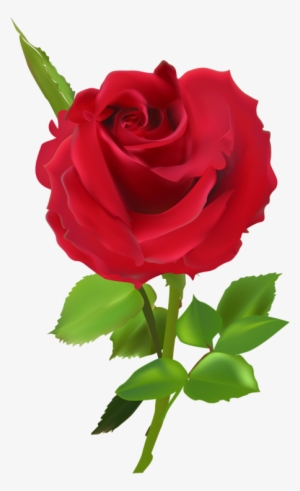 Яндекс - Фотки - Rose #4026836