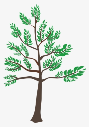 This Free Icons Png Design Of Young Cedar Tree #4027330
