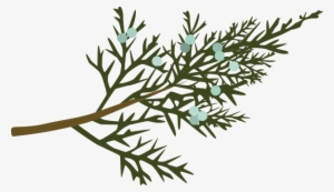 White Pine - Illustration #4028147