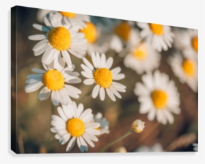 Butterfly Summer Background, Daisy Field Canvas Print - Yijin Jing #4029082