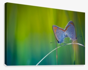Butterfly Summer Background Canvas Print - Short-tailed Blue #4029327