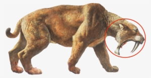 Saber Tooth Cat - Saber Tooth Cat Png #4030396