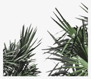 Aesthetic Plant Leaves Png Freetoedit - Plant Aesthetic White #4030994