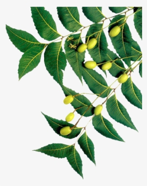 Niradhi Herbals Natural Handmade Bar Soap - Made #4031149