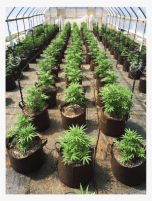 Check Out How Our Customers Are Using Root Pouch - Greenhouse #4031866