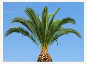 Palm Tree Trimming #4031941 Palm Tree Trimming #4031941