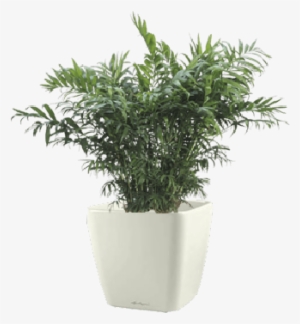 Parlour Palm - Palm #4032025