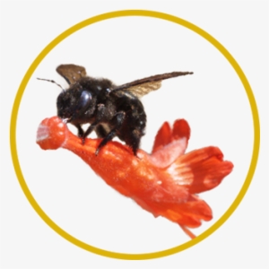 Valley Carpenter Bee, Xylocopa Varipuncta - Fish #4032101