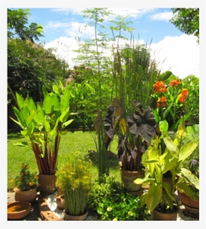 Exotic Chiang Mai, Thailand - Desert Palm #4032185 Exotic Chiang Mai, Thailand - Desert Palm #4032185