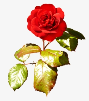 Red Red Valentine Rose, Red Rose With Green Leaves - Clip Art #4033090 Red Red Valentine Rose, Red Rose With Green Leaves - Clip Art #4033090
