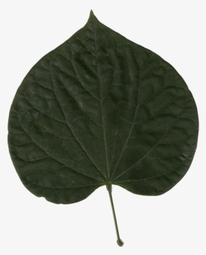 Cercis Canadensis Leaf - Cercis Chinensis Hoja #4033511