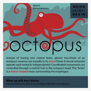 Octopus Kn 01 - Blog #4034135