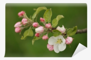 Apple Blossom Wall Mural • Pixers® • We Live To Change - Cherry Blossom #4034298