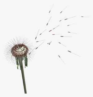 Dandelion #4034301
