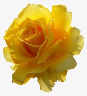 Imagens Pngs De Flores Diversas - Rose #4034345