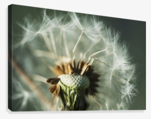 Dandelion Seed Head - Posterazzi Dandelion Seed Head Astoria Oregon United #4034348