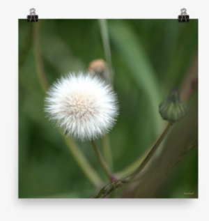 Enhanced Matte Print Dandelion Seeds Sale 10% Off Alexis - Crassocephalum #4034456