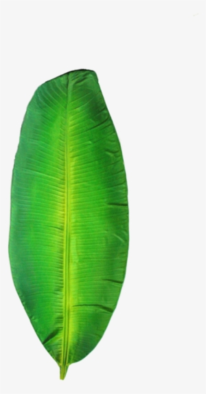 Folha De Bananeira Png - Ensete #4034543