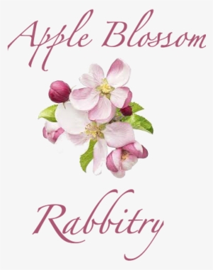 Apple Blossom Rabbitry - Dr Hauschka Night Serum #4034565