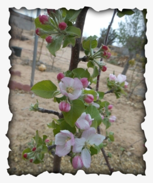 Apple Blossom Cinnamon - Ayungon Nhs #4034570