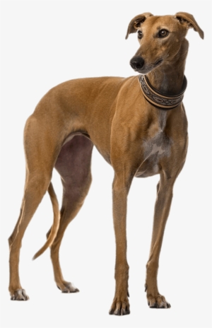 Brown Greyhound - Galgo Png #4034571