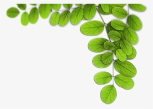 Dimensões 800 × - Folhas Png #4034593