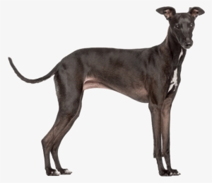 Italian-greyhound - Italian Greyhound Png #4034596