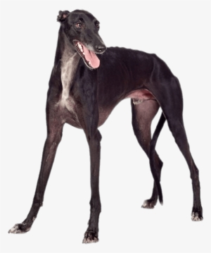 Black Greyhound - Greyhound Image On Metal Pin Badge #4034649