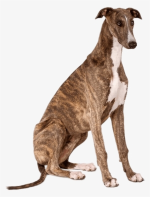 Animals - Greyhound Sitting #4034738