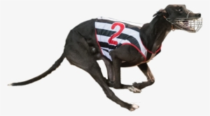 Ivavision Cut Copy - Greyhound #4034741