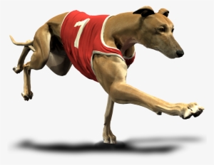 Greyhounds - Greyhound Cartoon Transparent Background #4034766