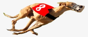 Give The Gift Of Life To A Greyhound - Running Whippet Png #4034793