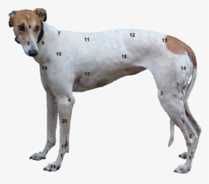 Points - Greyhound Leg Anatomy #4034816