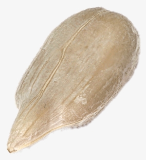 Sunflower Seed Png - Sunflower Seeds Transparent Background #4034818