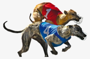 Slide2 - Greyhounds Racing Png #4035011